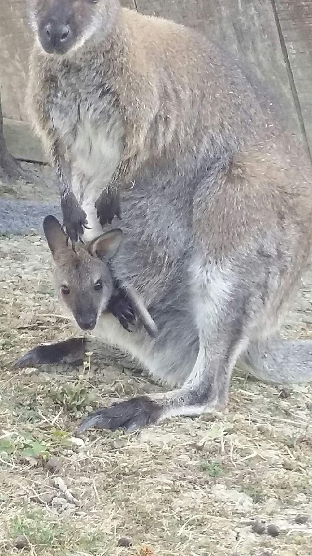 Le bébé kangourou Zipounette retrouvé à Saint-Victor-de Malcap
