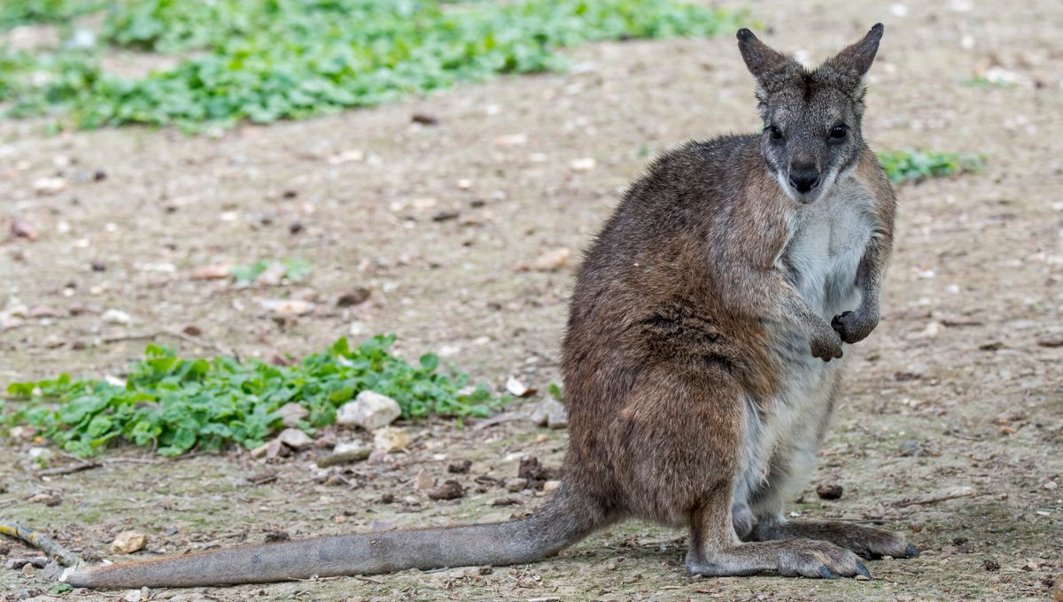 Tresques : Un wallaby, a été signalé en pleine nature 