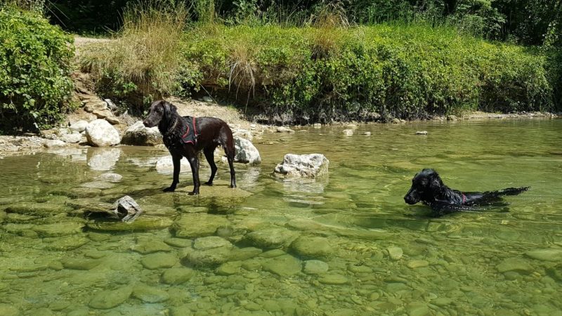 Les cyanobactéries ,un danger lors des baignades du chien ?