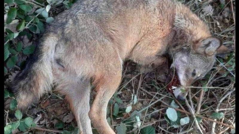 Barjac :  Une louve retrouvée morte étranglée , l’association One Voice porte plainte