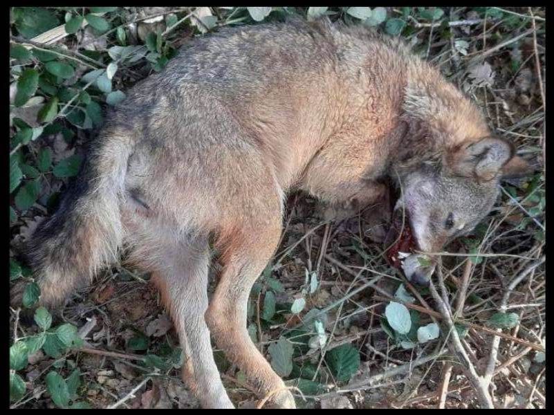 Barjac :  Une louve retrouvée morte étranglée , l’association One Voice porte plainte